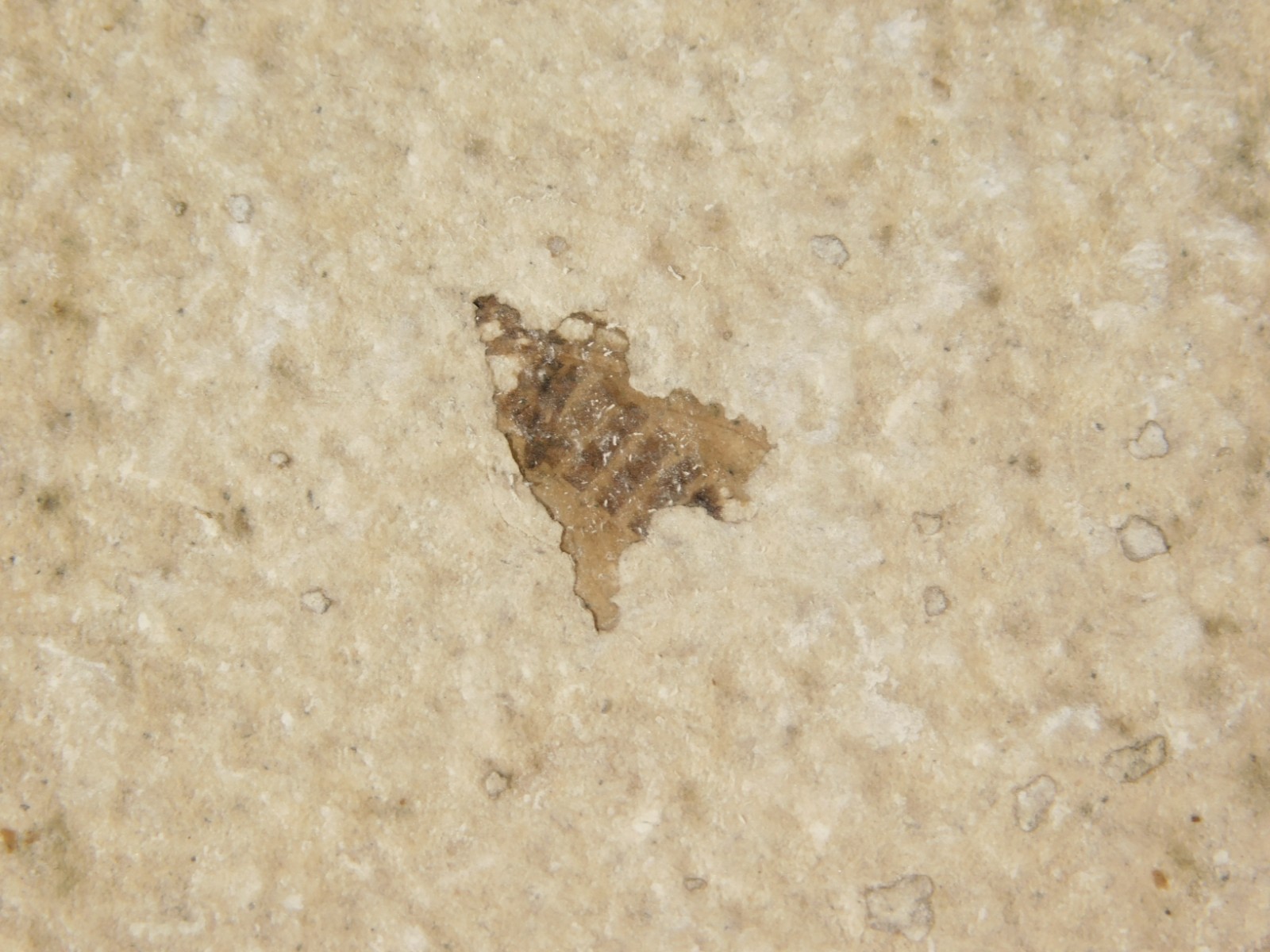 Lot of THREE! Fifty Million Year Old! WINGED INSECT Fossils From Wyoming 97.6gr