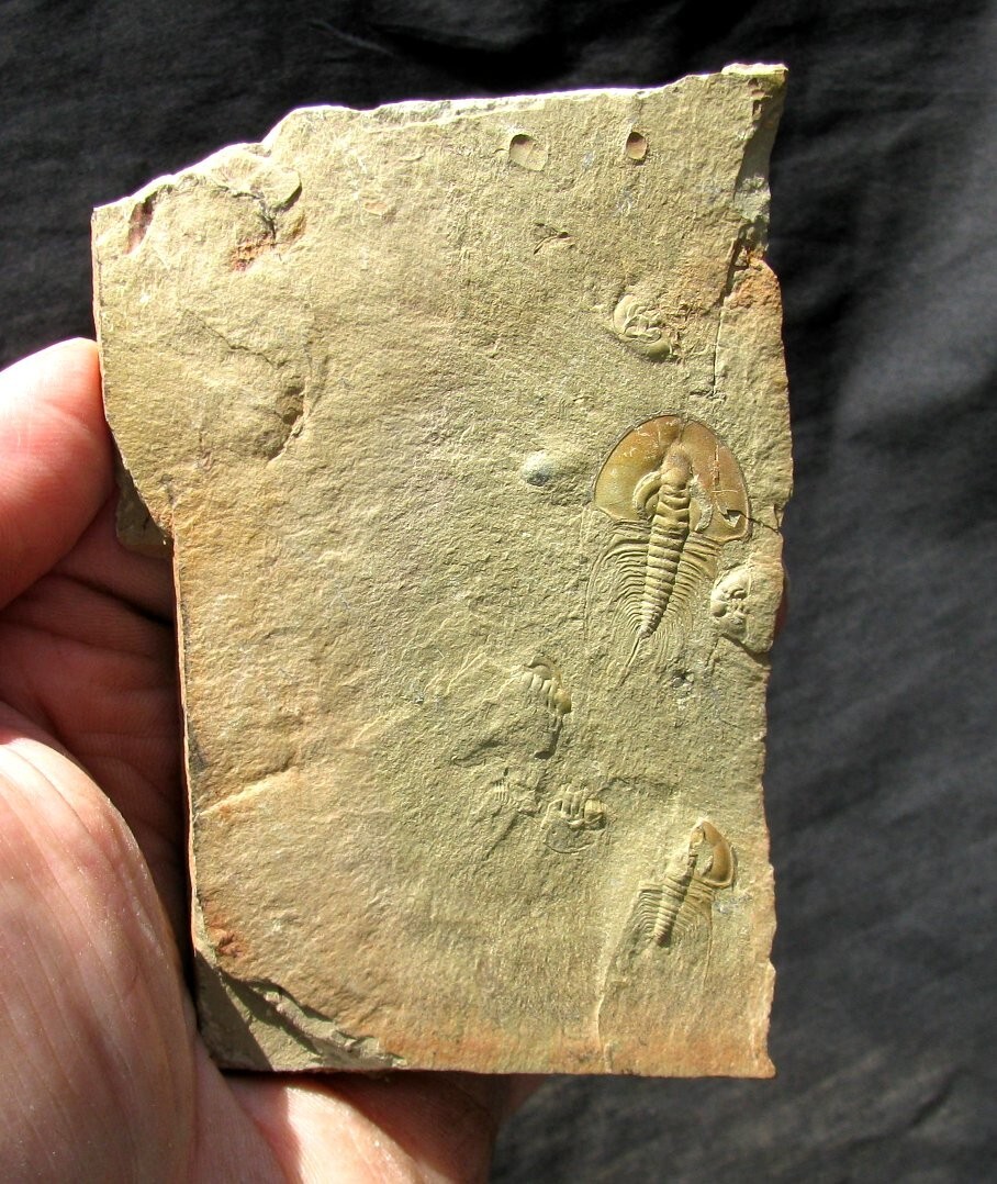 EXTINCTIONS- MULTIPLE LOWER CAMBRIAN OLENELLUS TRILOBITE PLATE-4 DIFFERENT TYPES