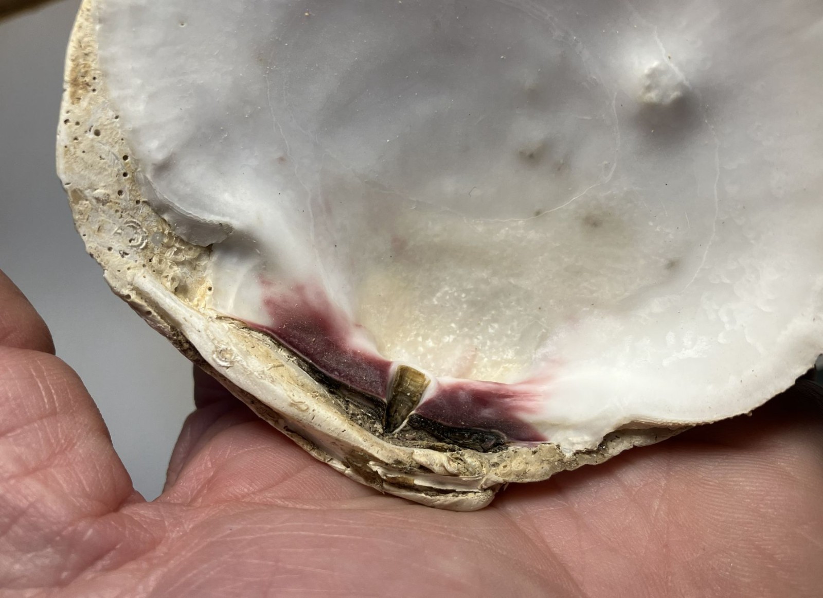 Crassedoma giganteum. Rock Scallop. Collected in SE Alaska. Attached to bivalve.