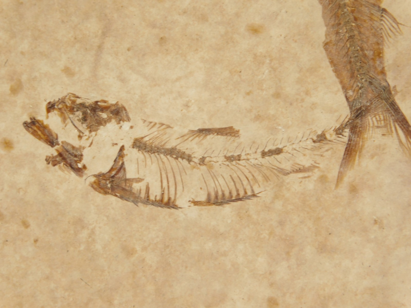 Rock AQUARIUM SEVEN! 50 Million Year Old Knightia FISH Fossils Wyoming 359gr