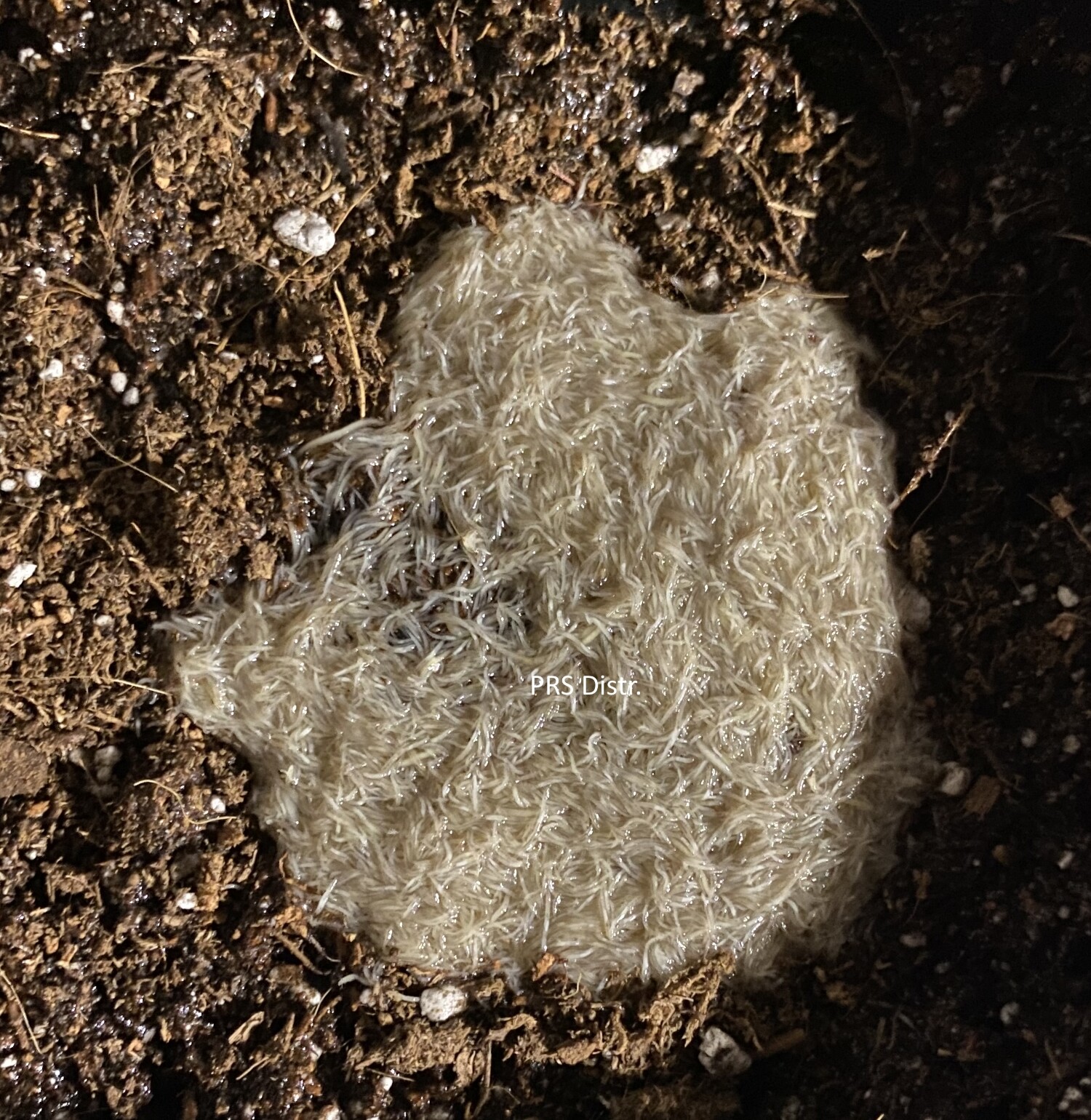 Live White worm worms Starter Healthy culture fish/frog/newt food FREE SHIPPING