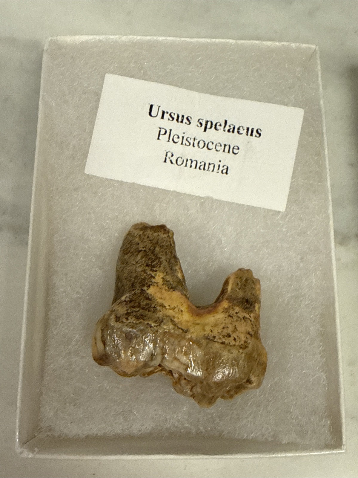 Cave Bear Tooth Molar Fossil From Romania Approximately 25,000 Years Old