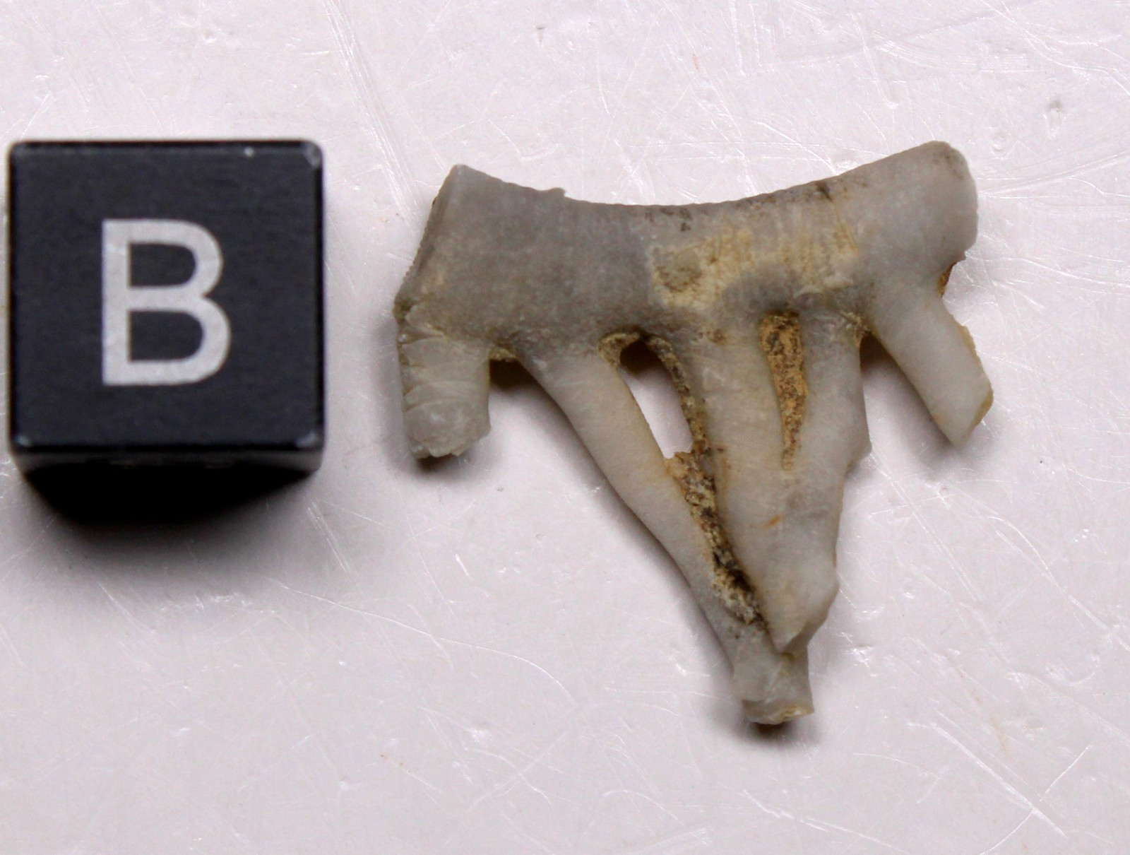 Crinoid Stem with Cirri - Silurian Brownsport Formation Tennessee