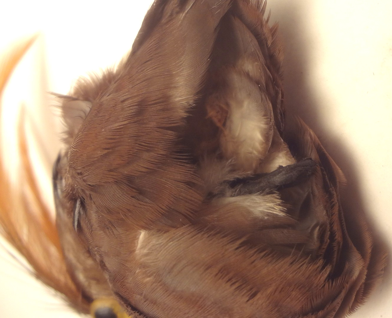 ✅c1860 - VRARE - REAL TAXIDERMY BIRD for HAT or MILLINARY - To Restore FANTASTIC