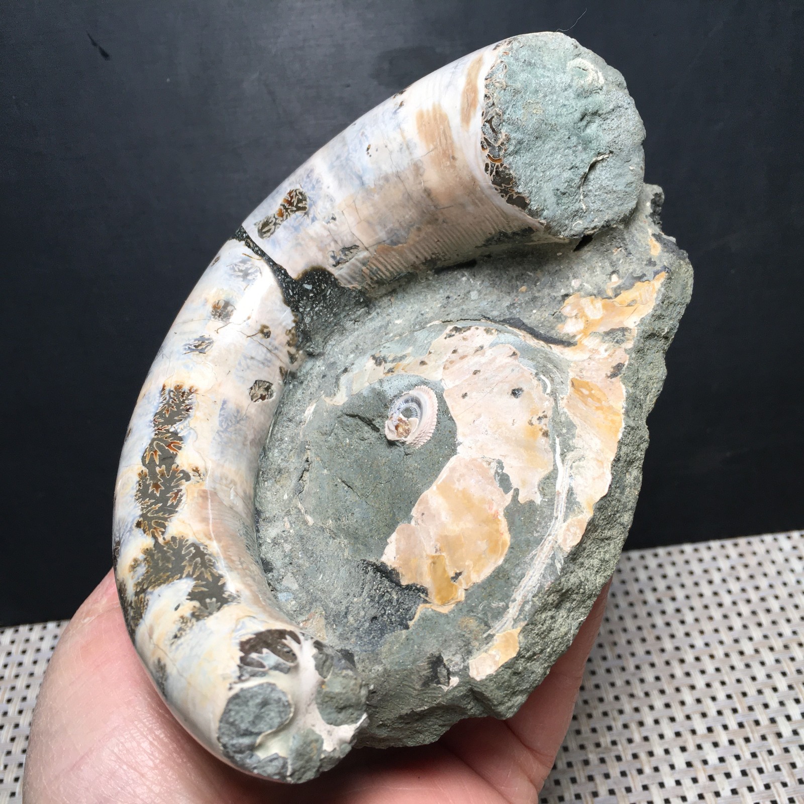 566g natural Carving Home Decoration Specimen Shell Healing md3748