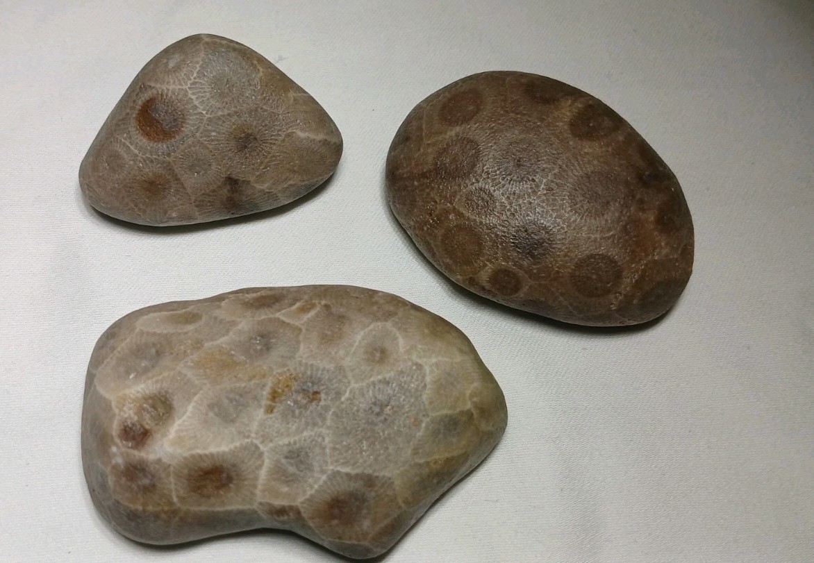 High Pattern Petoskey Stone Lot Natural Great Lakes Michigan Unpolished Fossils