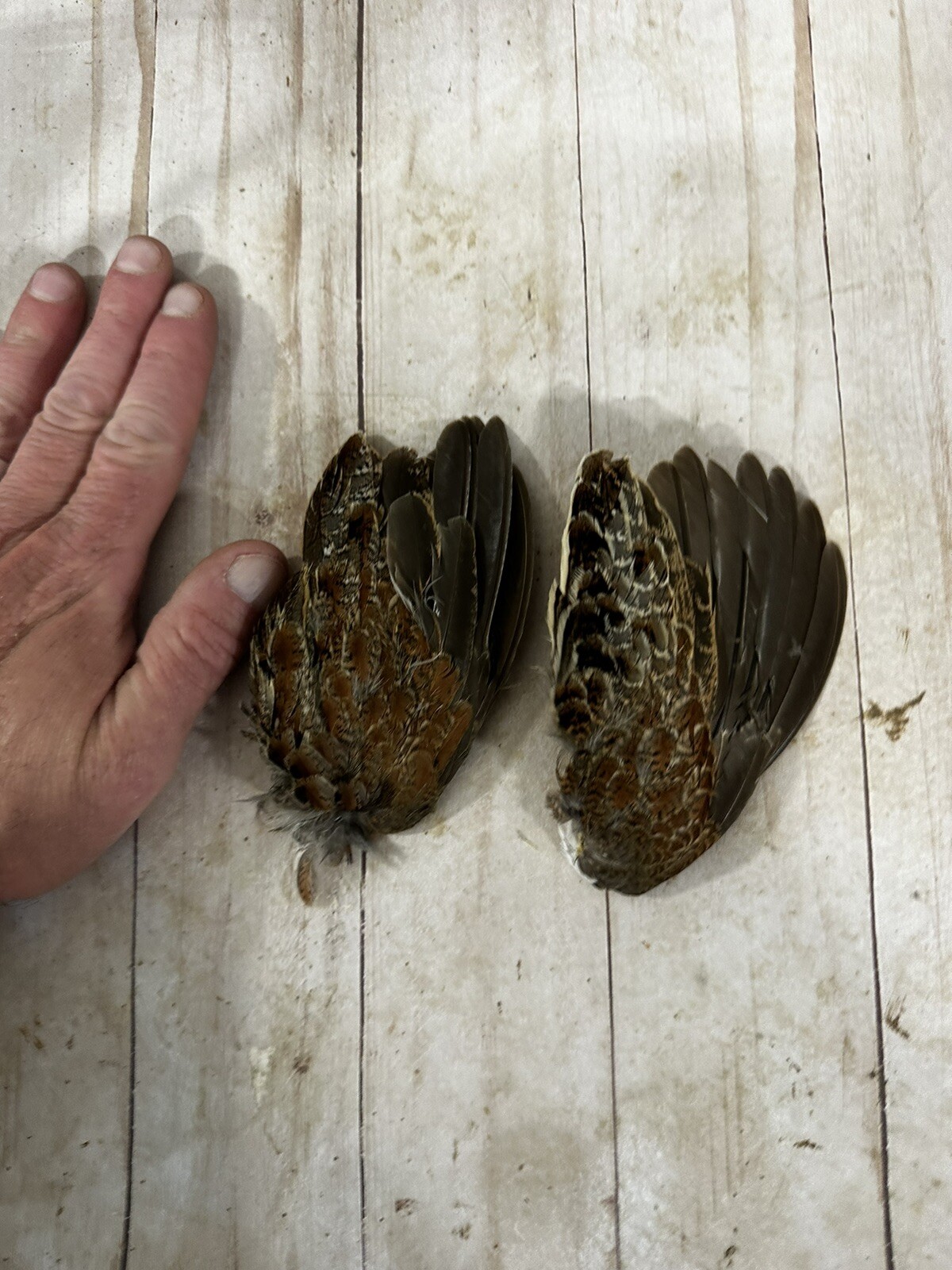Bobwhite Quail Wings For Training, Crafts, Or Fly Tying.