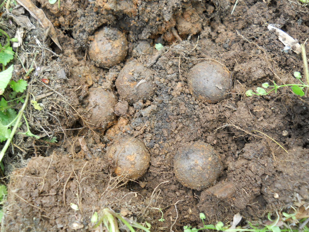 Old Rare Vintage Antique Civil War Relic Confederate Canister Shot Appomattox VA