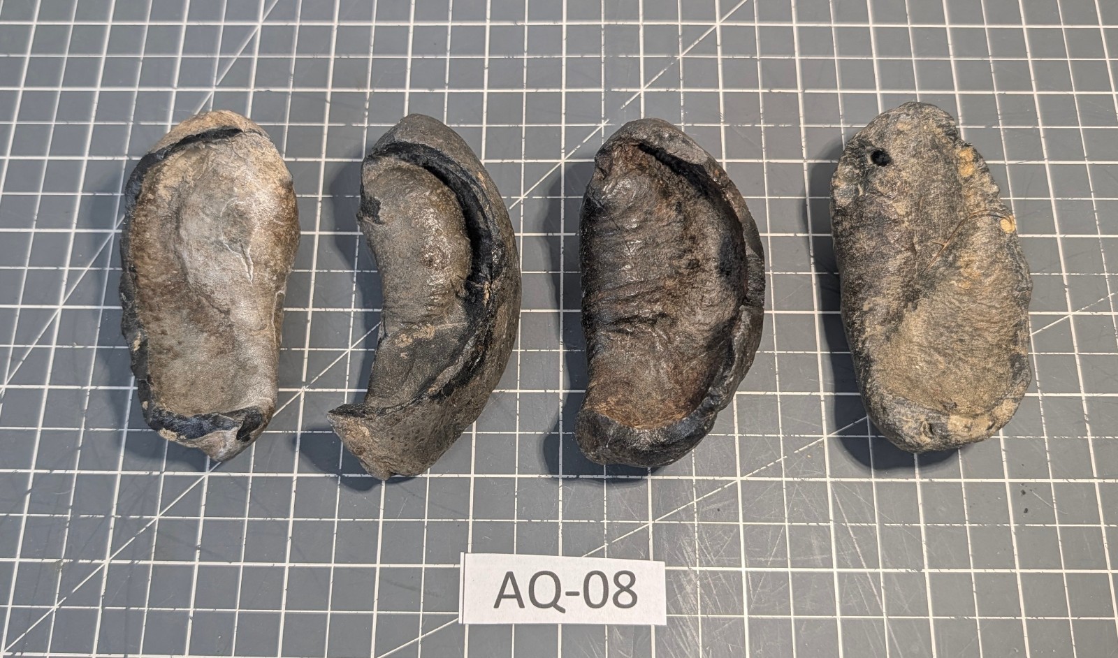** (RARE) (4) Fossilized Whale Ear Bones (~860g) AQ-08