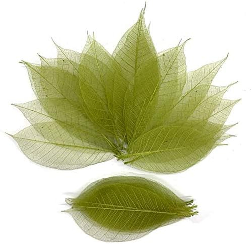 100 Pcs 4-5 Inch Olive Green Skeleton Leaves Rubber Tree Natural Scrapbook Cr...