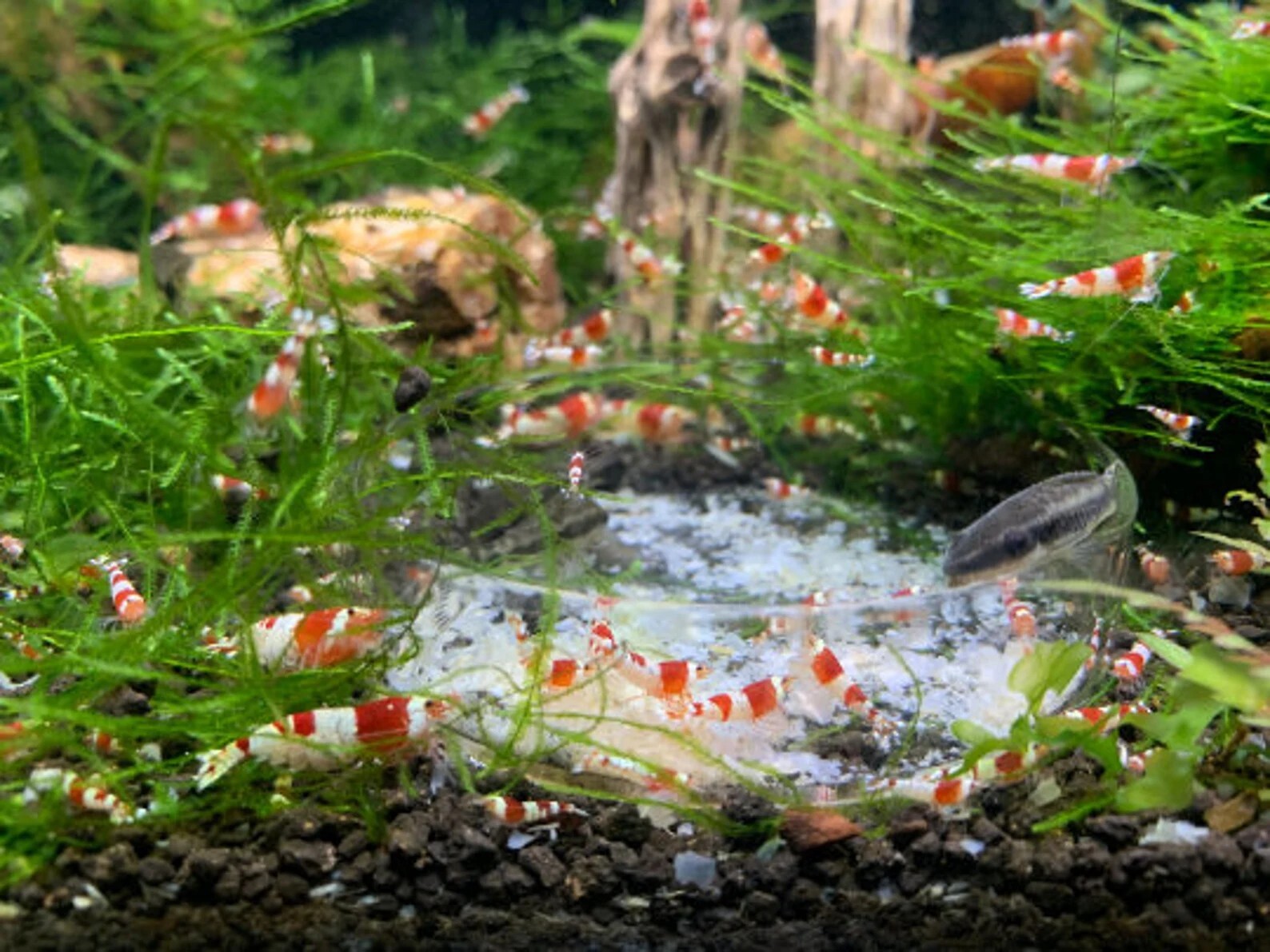 Nano Starter Package for Shrimp tanks - Freshwater Shrimp Snails Betta Fish Crab