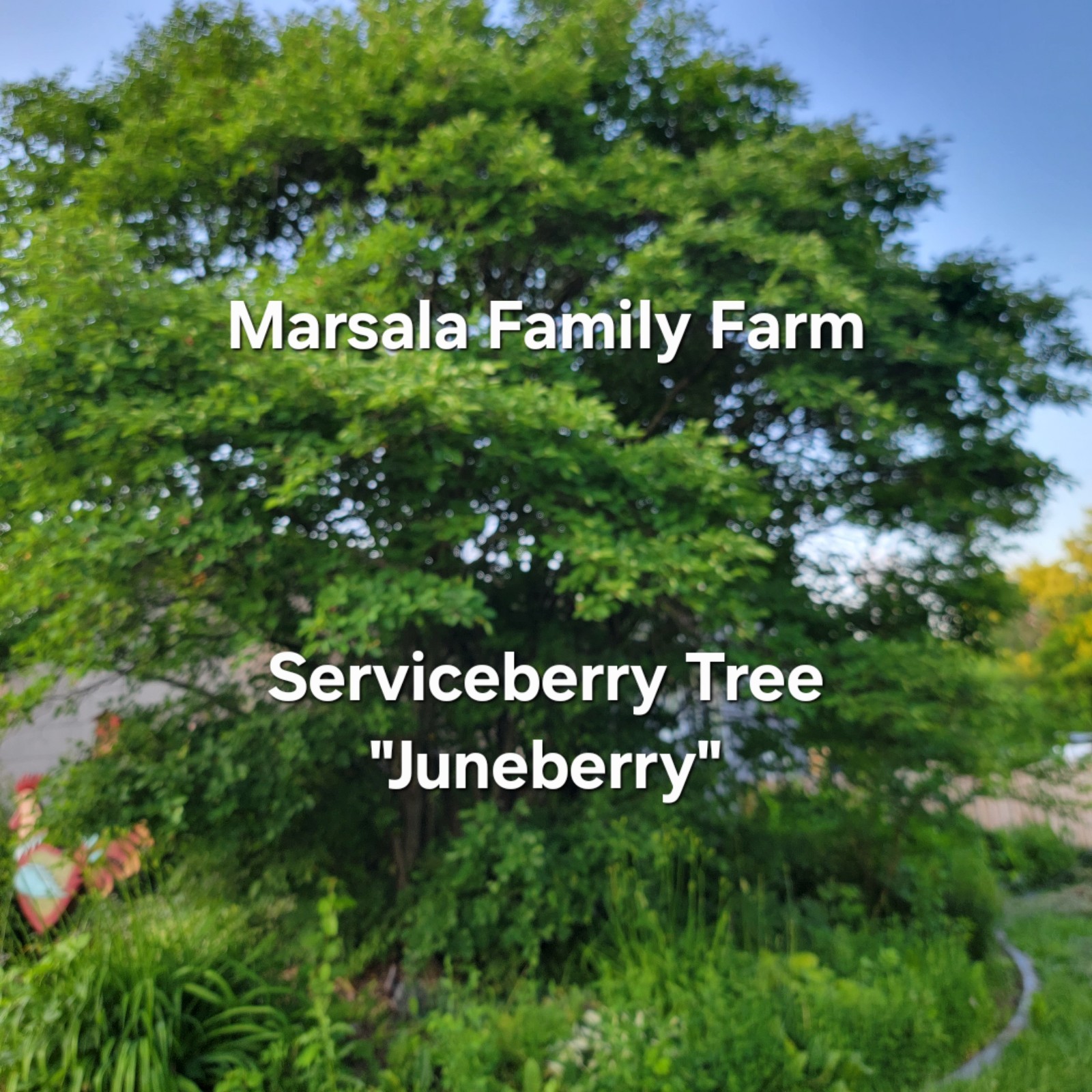 10 cuttings of Service berry Serviceberry Amelanchier tree shrub bush