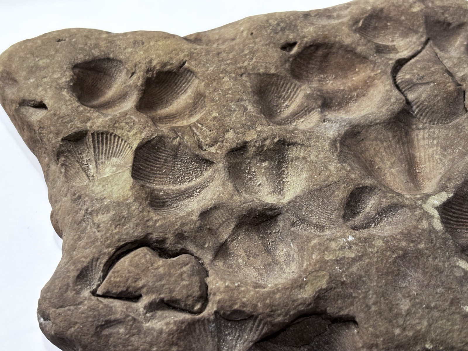 Over 1 M Year Old River Bed Fossil . Many Seashells Unusual Rock 8" X6" 3Lb