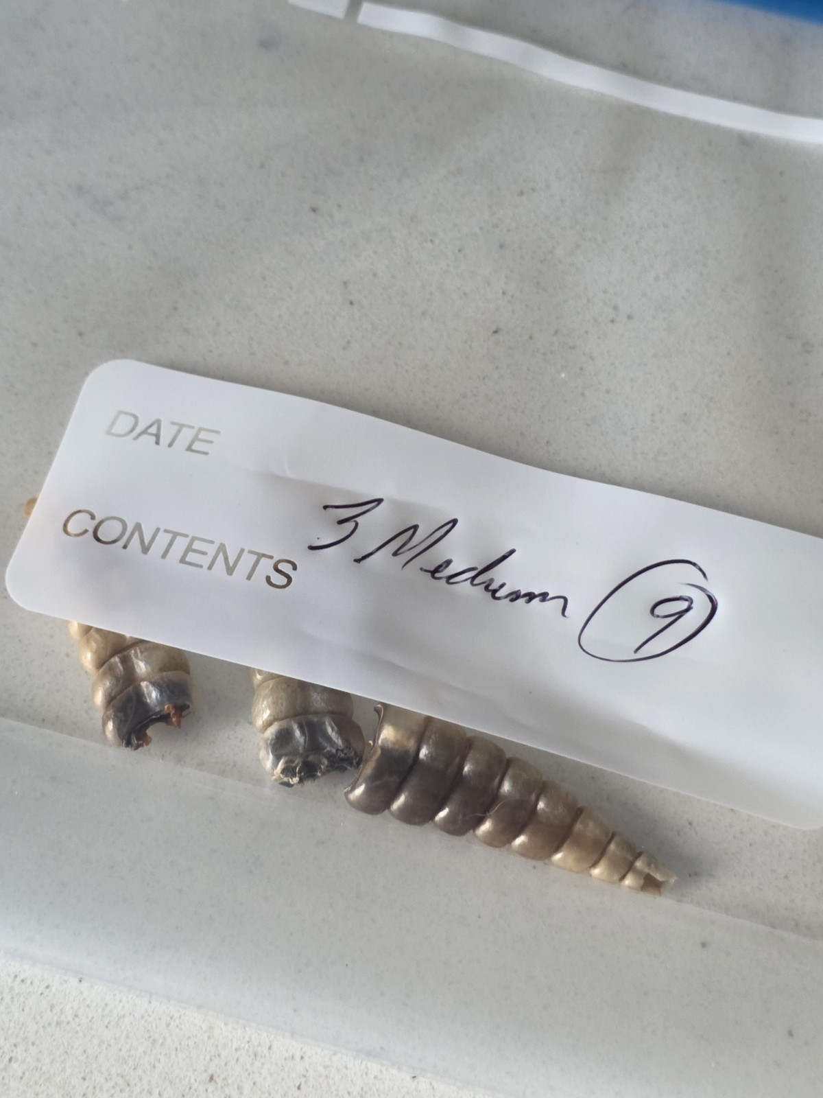 3 Medium Rattlesnake Rattles Taxidermy Diamondback Sidewinder