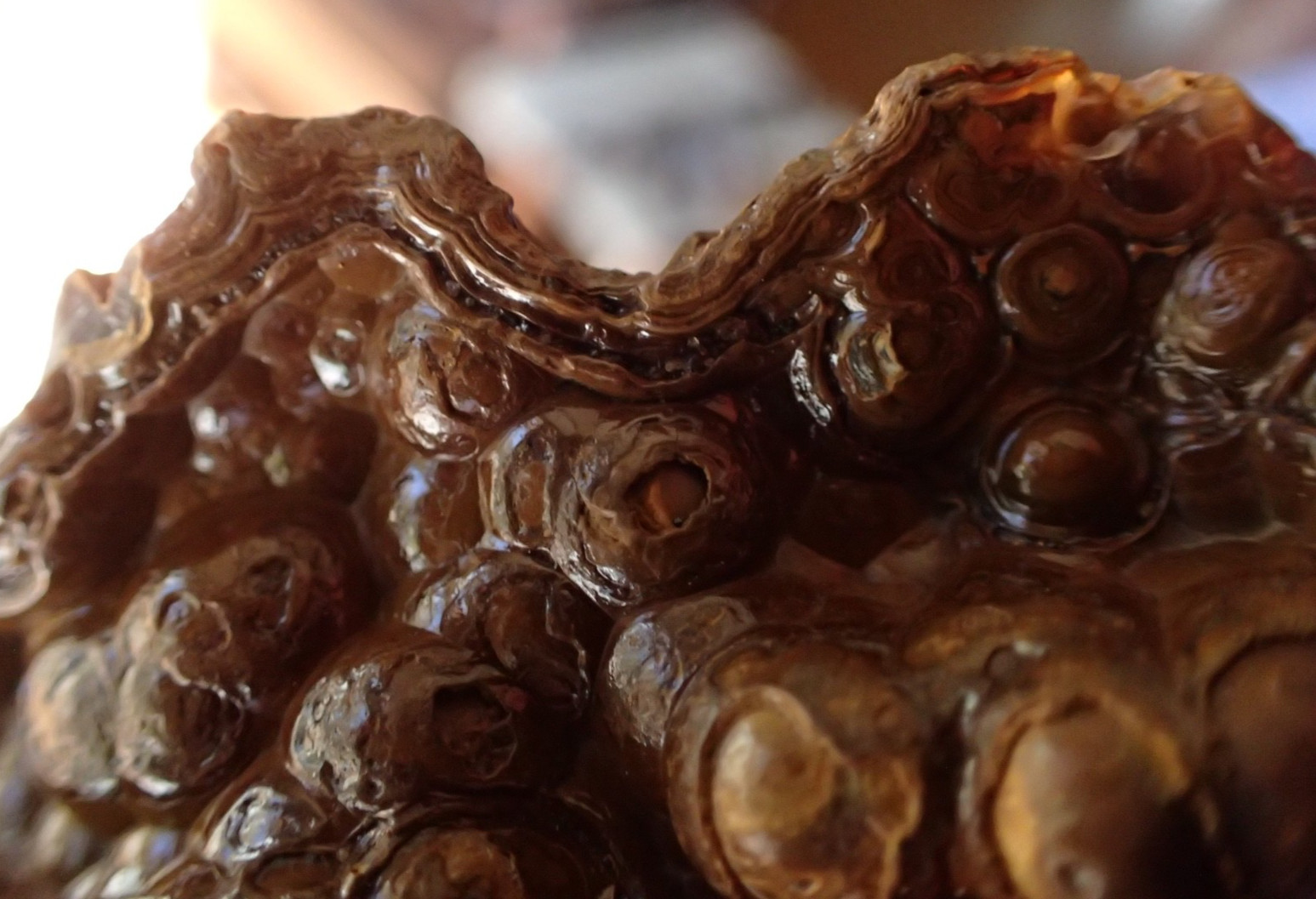 Botryoidal Fossil Coral Geode Fragment GA Agate Amber Display Sea Specimen WC51