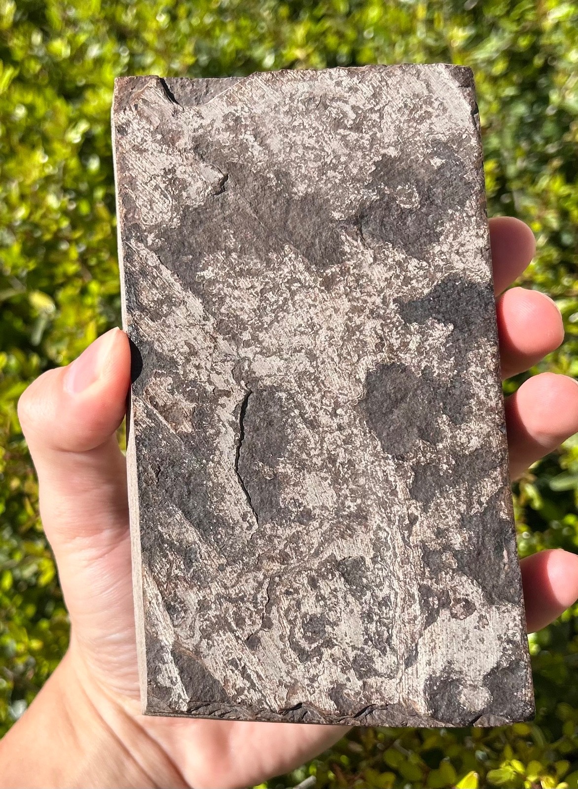 RARE Nebraska Fossil Fish Valentine Formation Skeleton Late Miocene Age