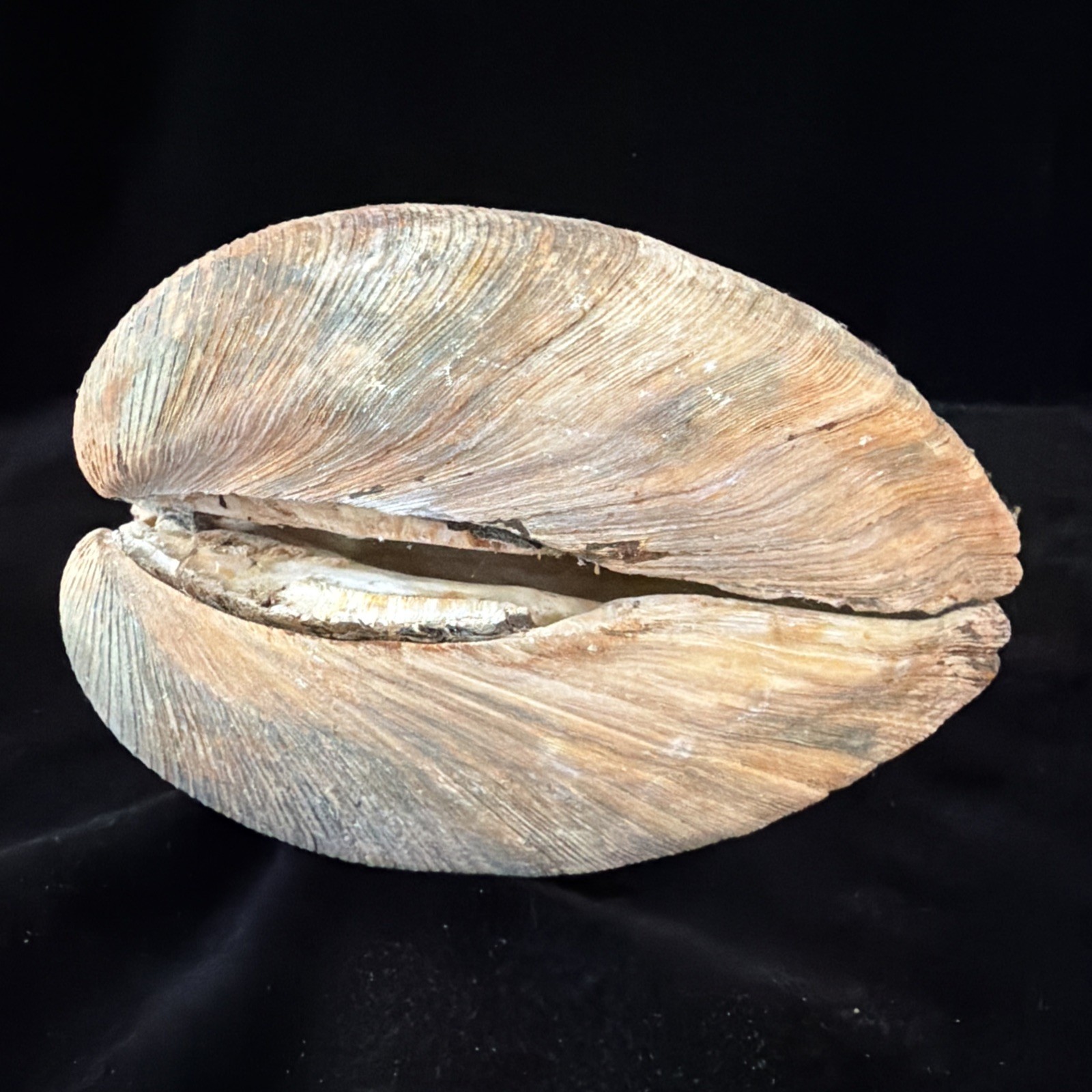 Giant Surf Clam Sea Shell 121.0mm X 127.4mm No Data (E874)