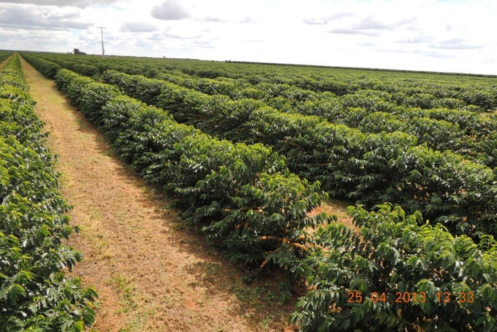 8oz/5lb - Brazil Peaberry – South America – Fresh Roasted To Order Coffee