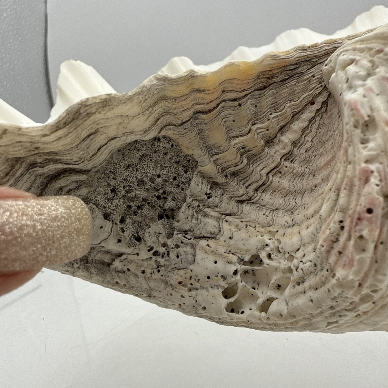 Giant Clam Shell Tridacna Gigas 9.5” Long X 7.5” Wide Fossil Indentations Clean