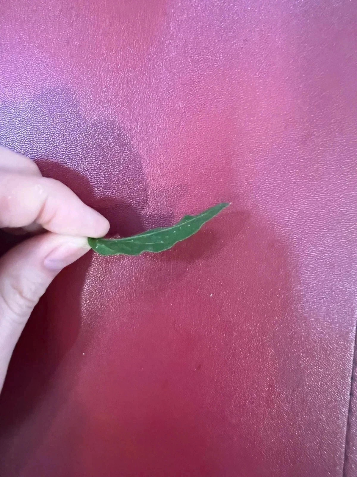 1 dried jasmine leaf on red font yellow blue duong dan don new gre Earrings Smal