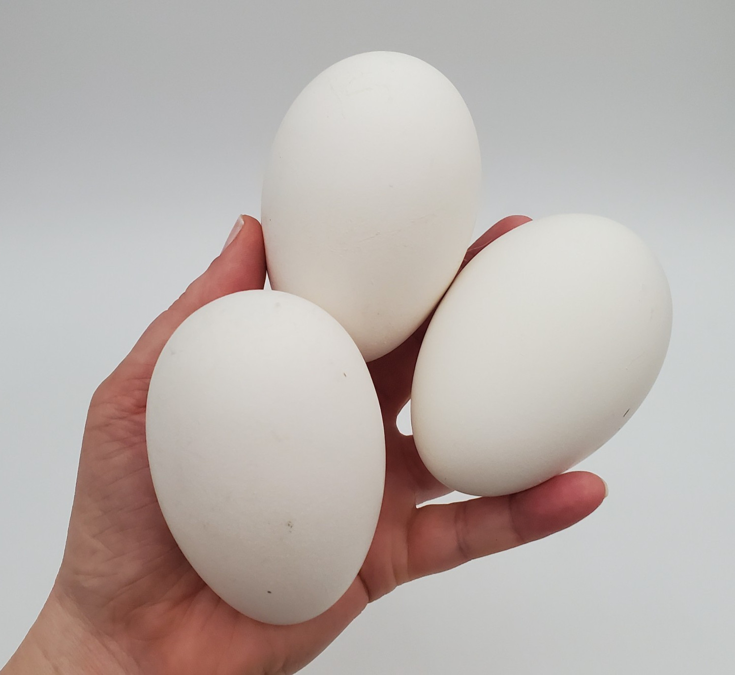 3 + African Goose Hatching Eggs Fertile Louisiana Farm Fresh MULTIPLES AVAILABLE