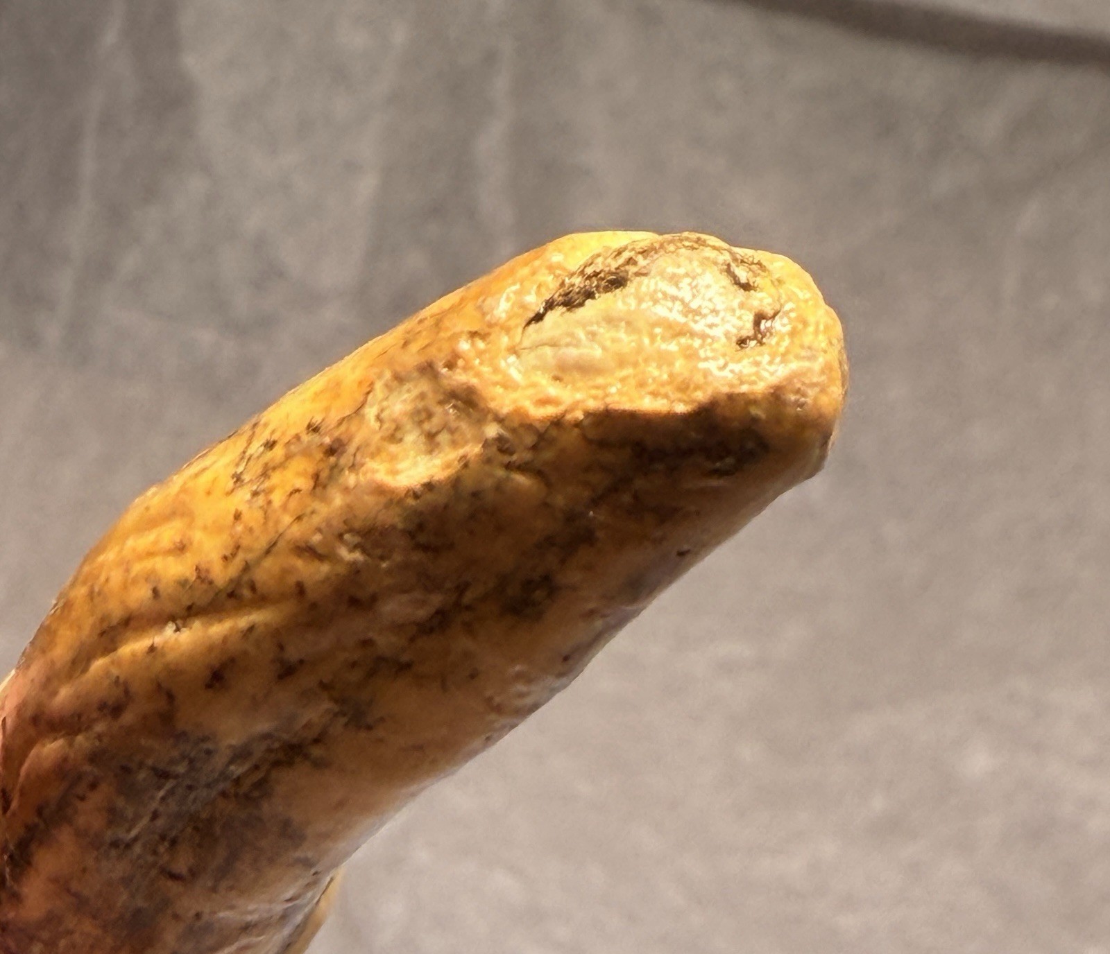 👀 Fantastic Rare Romanian Cave Bear Canine Tooth Fossil, Ursus Spelaeus ✨🔥