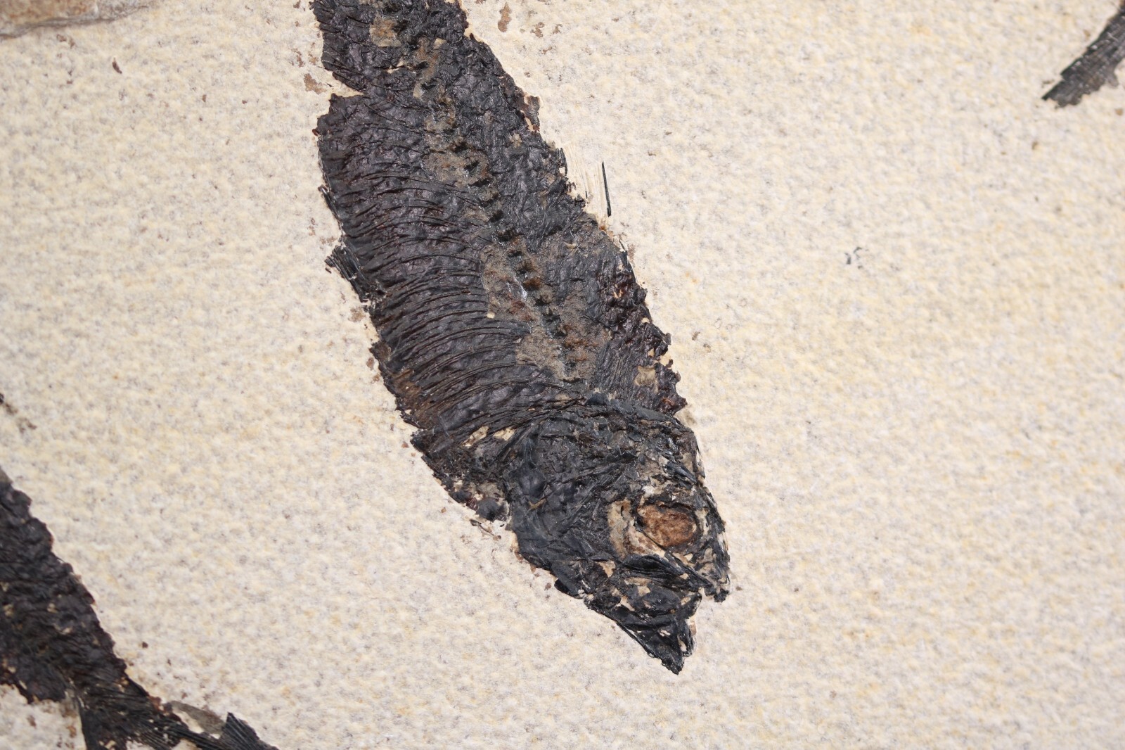 Multi Fossil Fish Mortality Fossil Lake Green River Fm Wyoming WY COA 11763