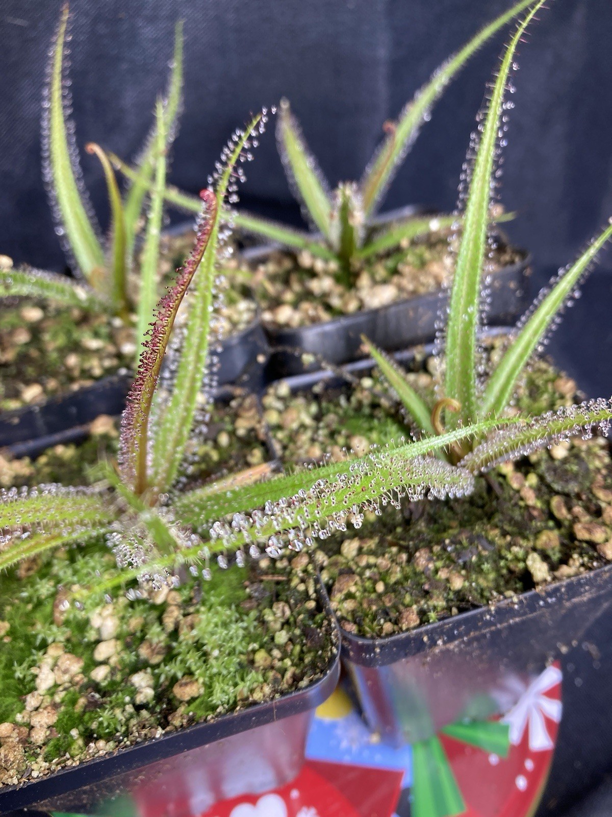 Drosera regia 'Big Easy'. Rare Cultivar! Potted To Select States. Heat Pck Avail