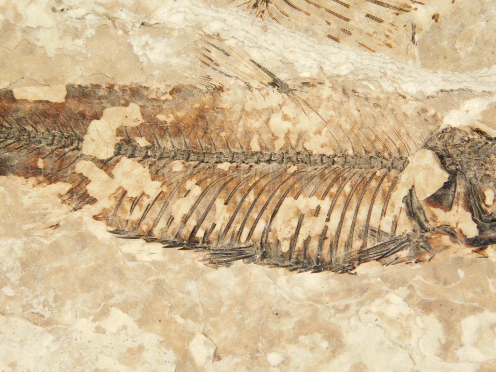 Rock AQUARIUM THREE! 100% Natural Knightia FISH Fossils From Wyoming! 291gr