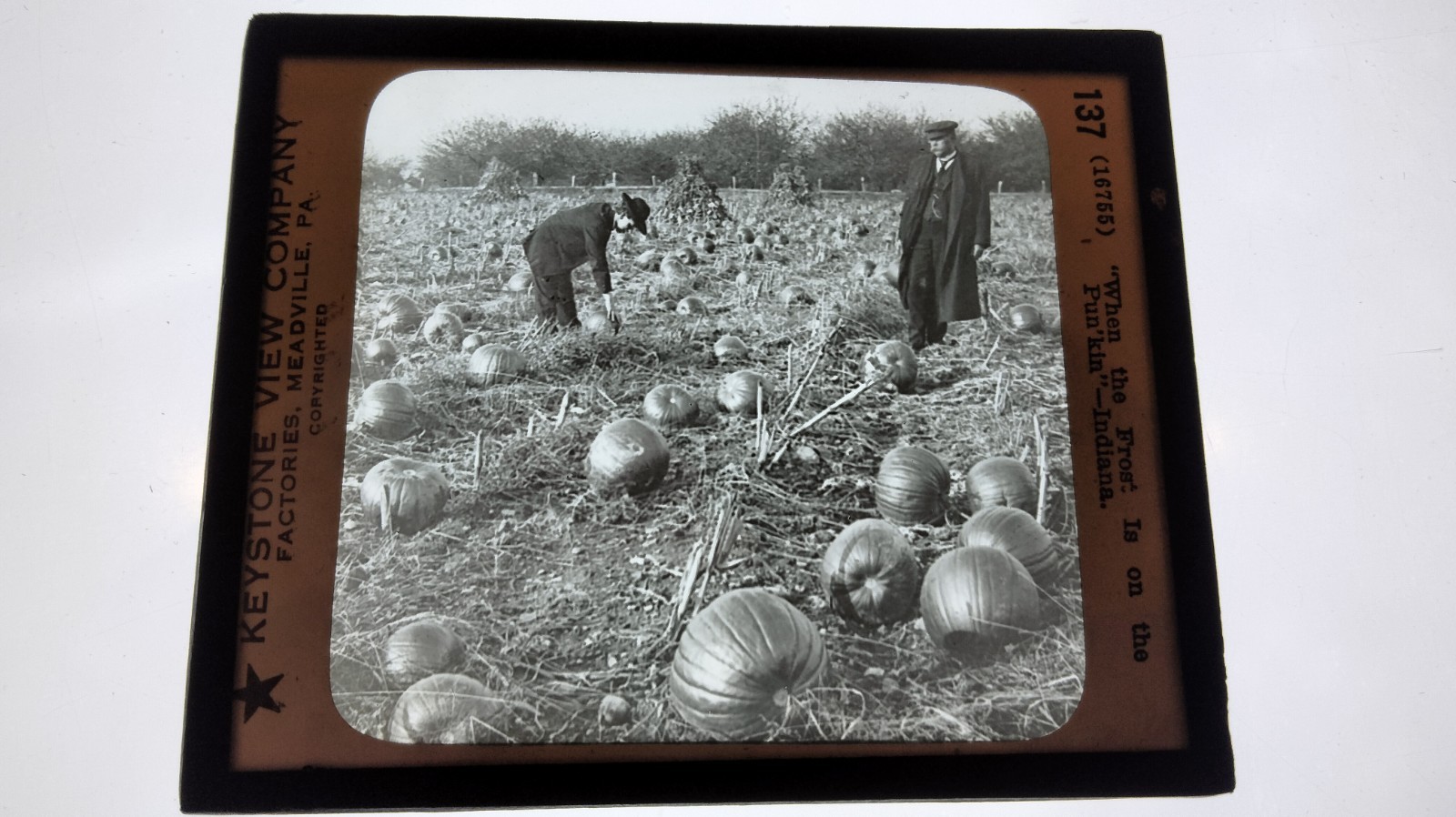 Magic Lantern Glass Slide Photo Keystone P137 Pumpkin Field Indiana