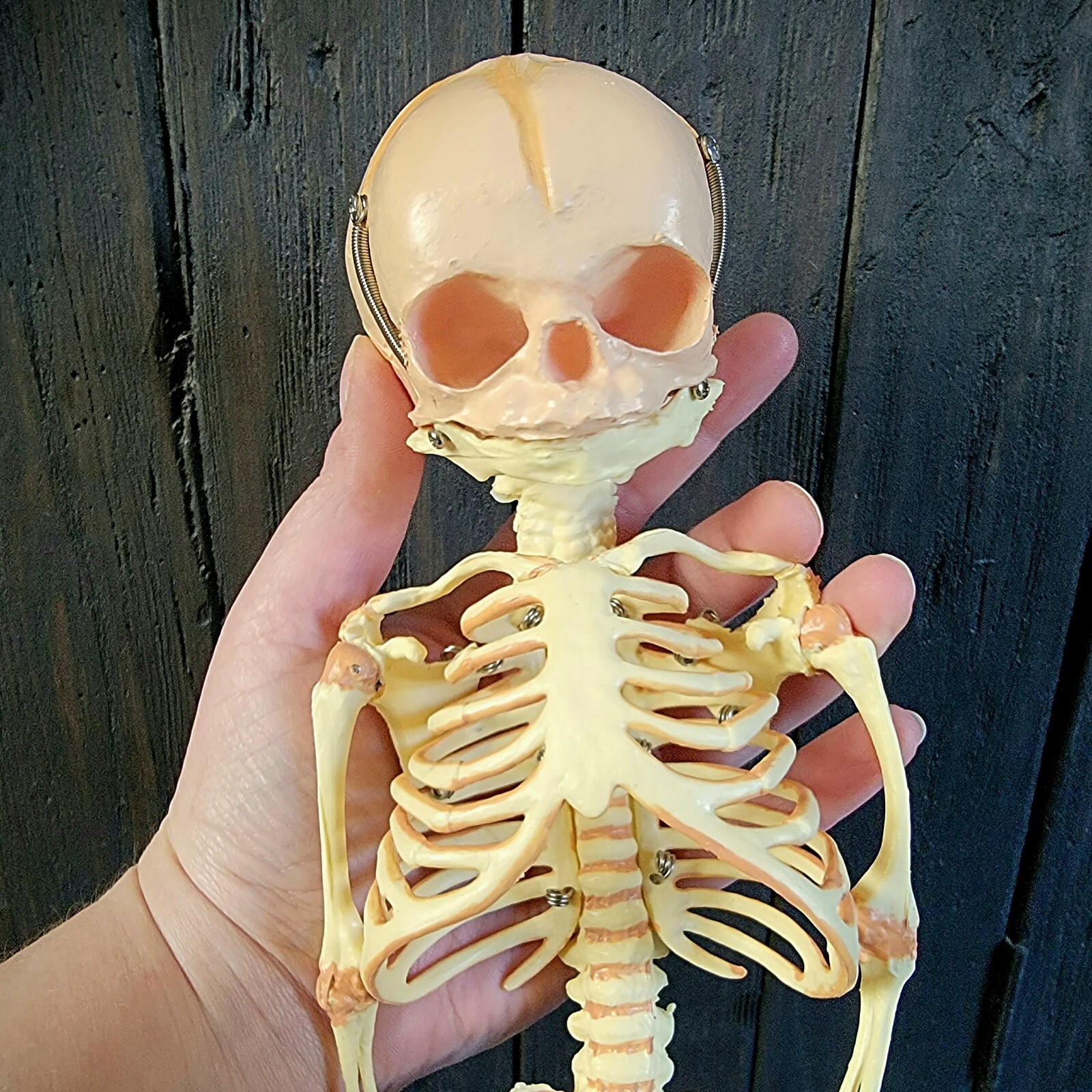 Fetal Skeleton Replica, Life Size Anatomical Fetus Skeleton Model, Oddities