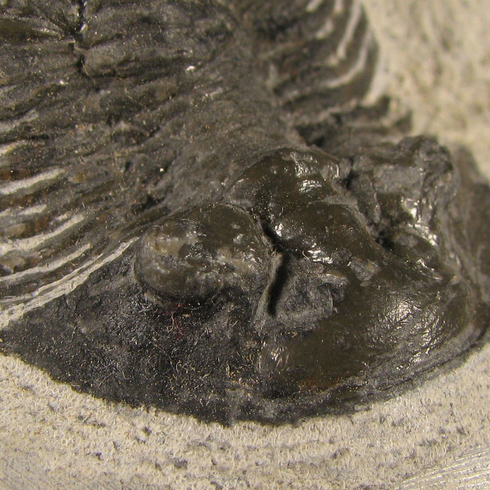 1.5" Scabriscutellum TRILOBITE Fossil on Matrix - Devonian Age - Morocco