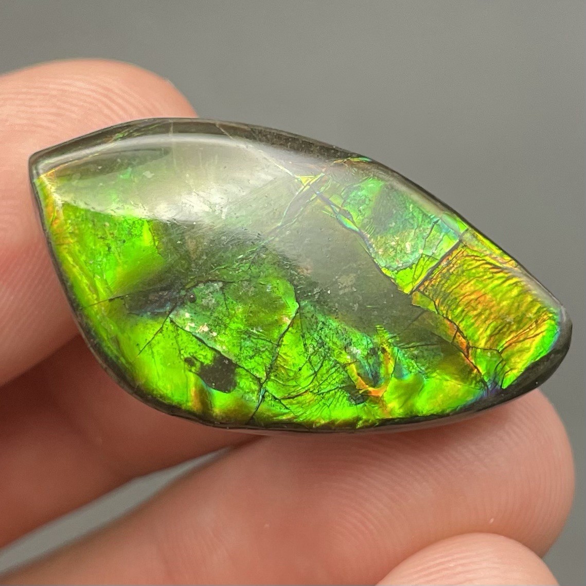 Beautiful Vibrant Green Canadian Ammolite Authentic Ammonite Fossil
