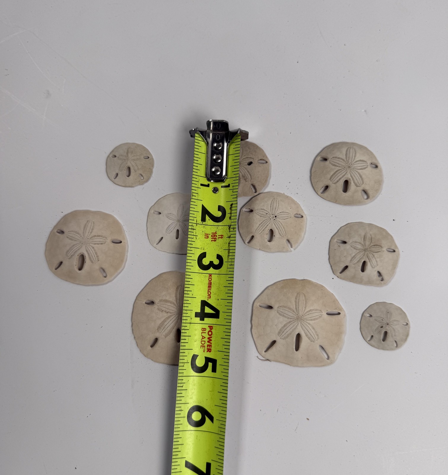 Sand Dollar Shells Lot Of 10 Natural White Beige Beach Decor Small