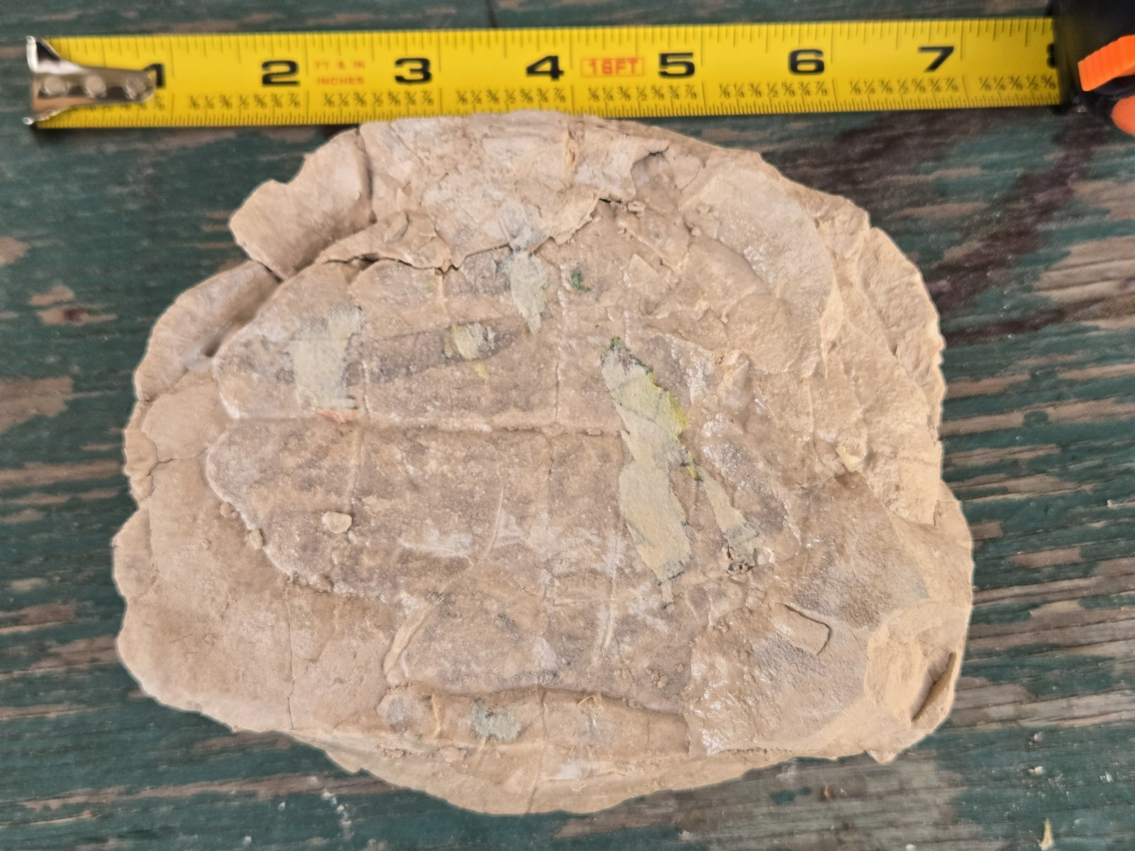Oligocene Tortoise Fossil White River Badlands Stylemys from old collection