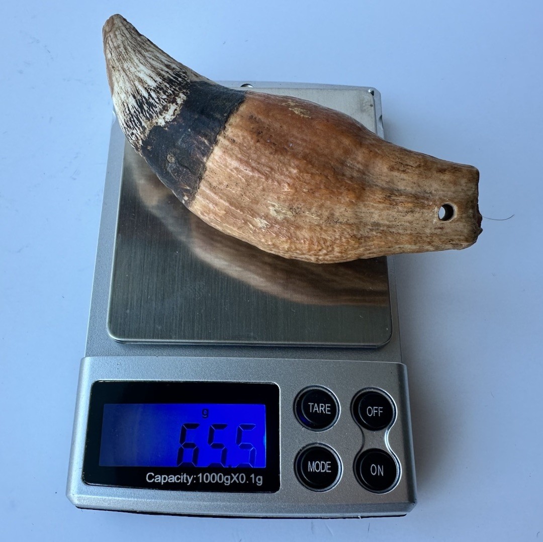 3.8” Ursus Spelaeus 25,000 Years Old Cave Bear Tooth Perfect Condition