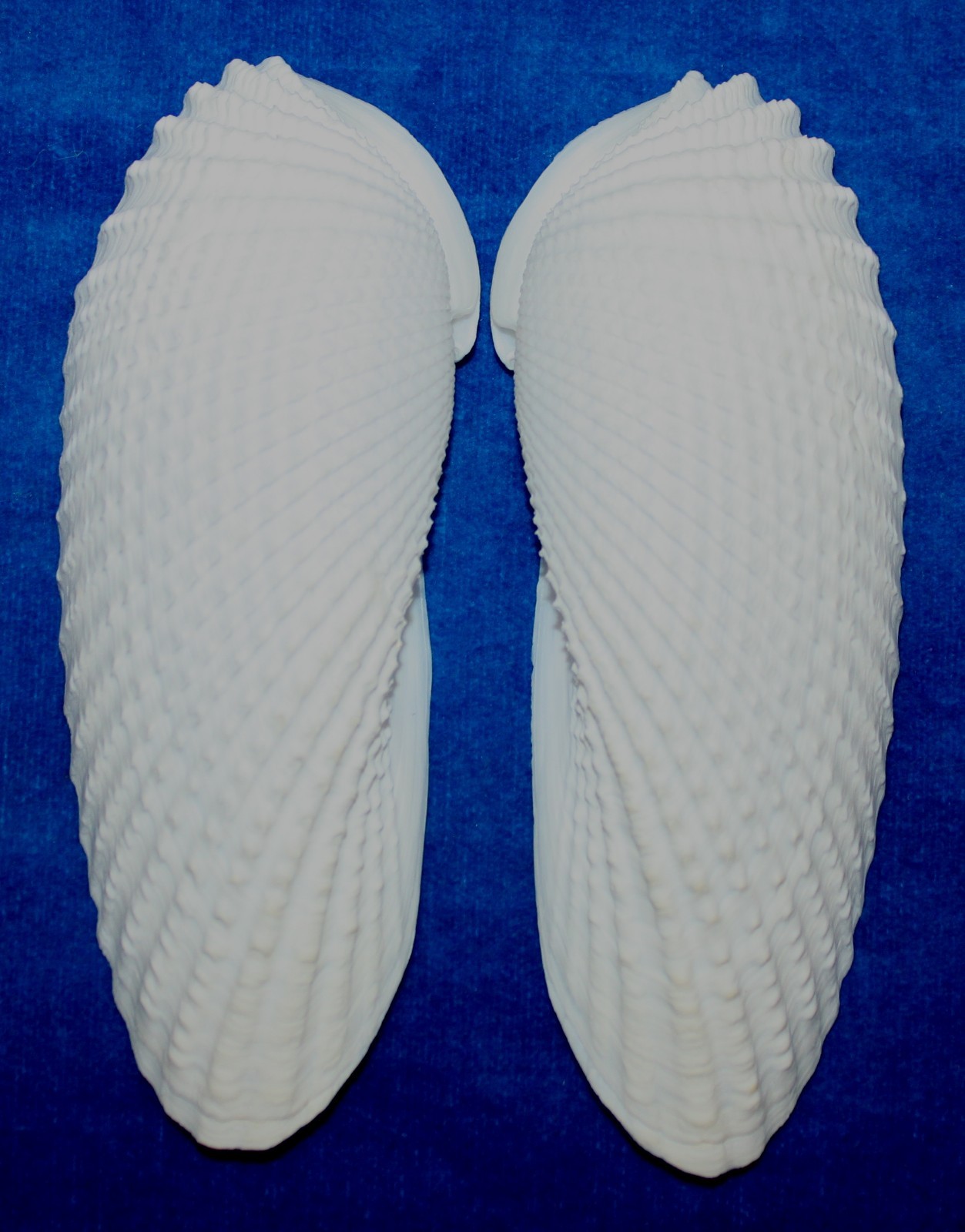 Seashell Angel Wings BIG cyrtopleura costata Florida 131mm F+ #S-16