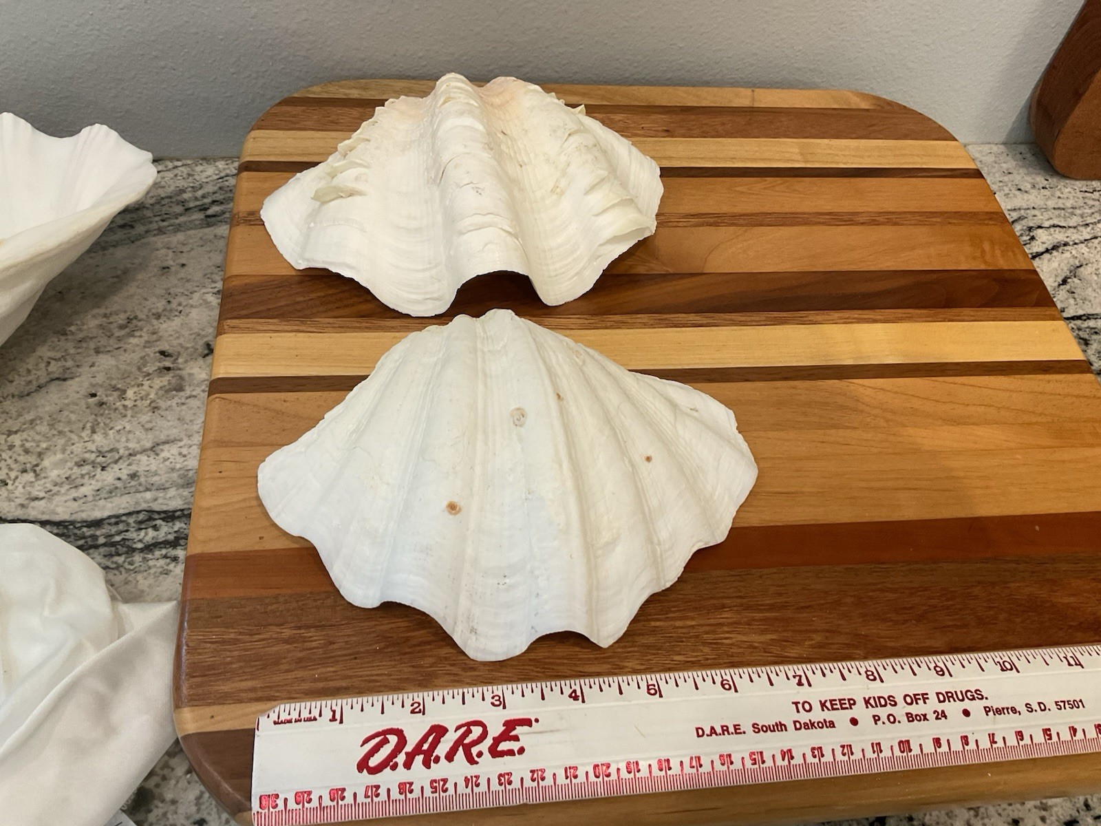 Large Natural Clam Shell Lot Of 3