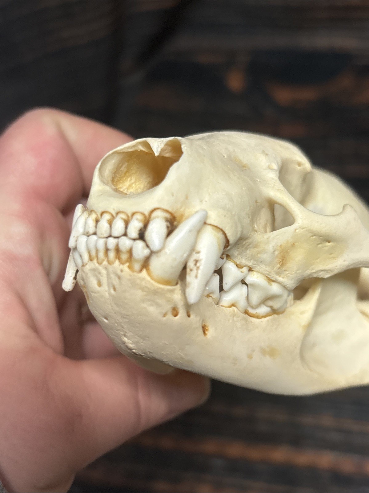 Real XL Badger Skull Unique Gift Halloween Craft Animal Mount Art Model Head Odd