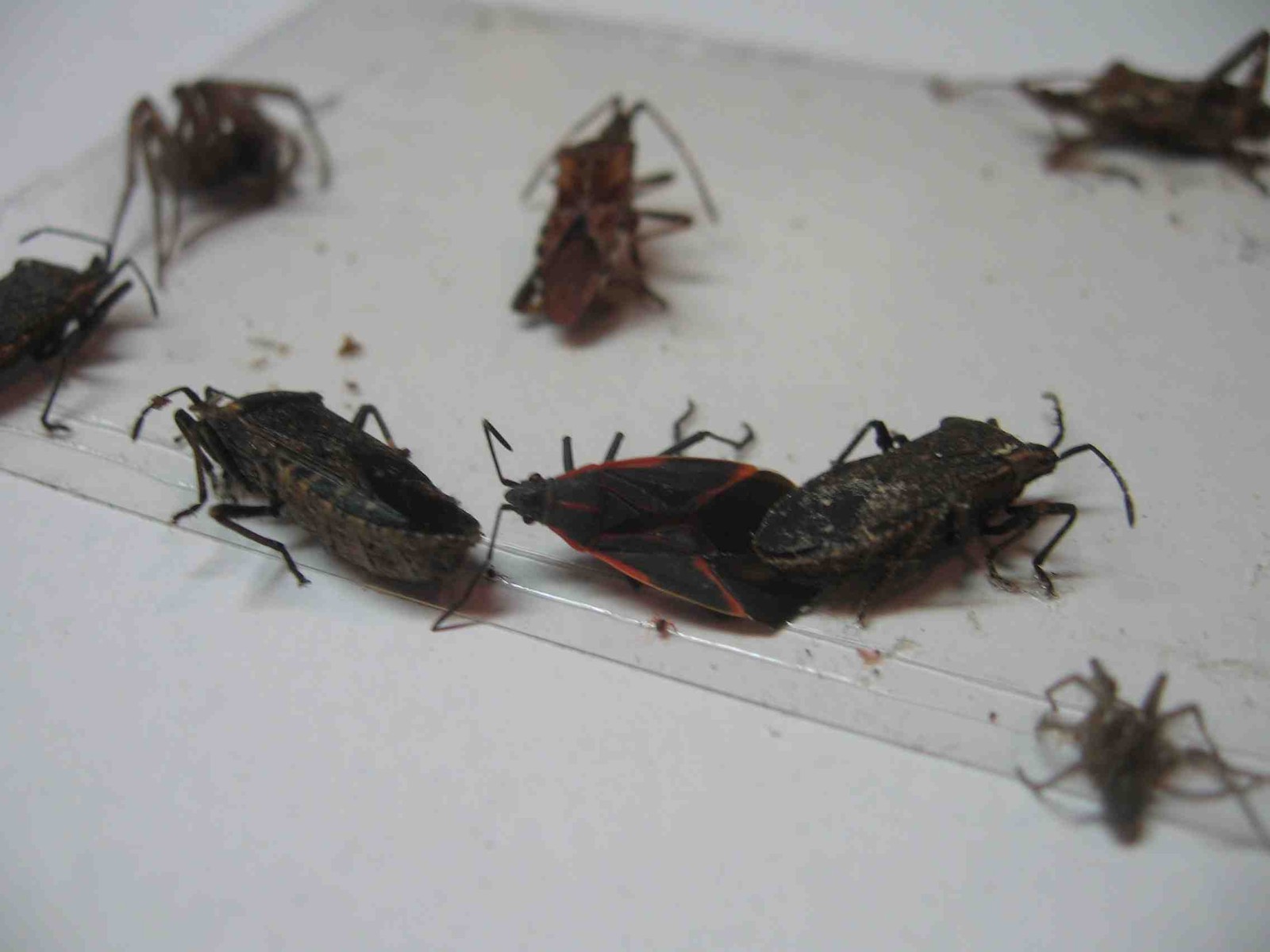 10 pk  Stink Bug Trap / Strip, Asian Beetle, Lady Bug, Spider / Cricket,  USA