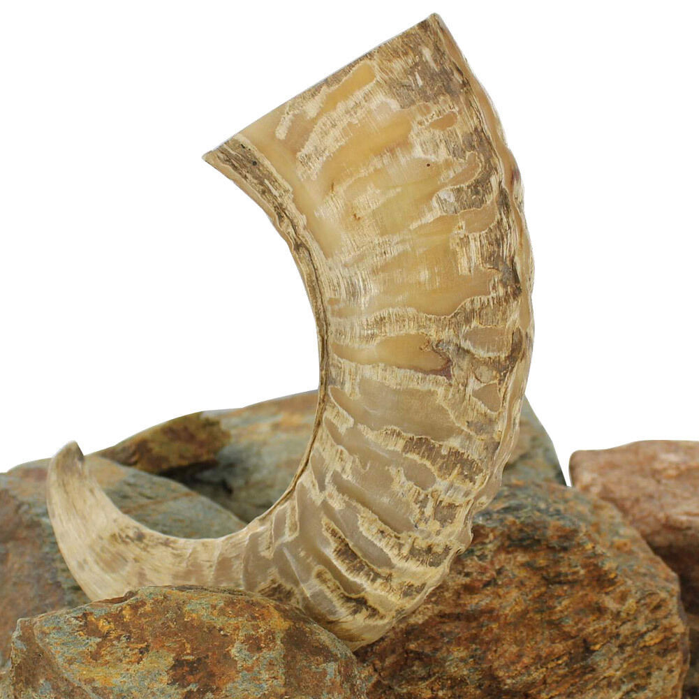 Natural Ram Horn Paperweight, Decorative Home Décor, 10-12 Inches - Novelty Gift