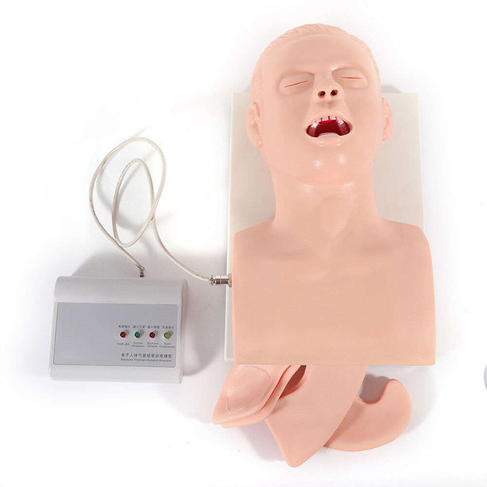 Airway Management Trainer Study Adult Oral Intubation Manikin Teaching Model NEW