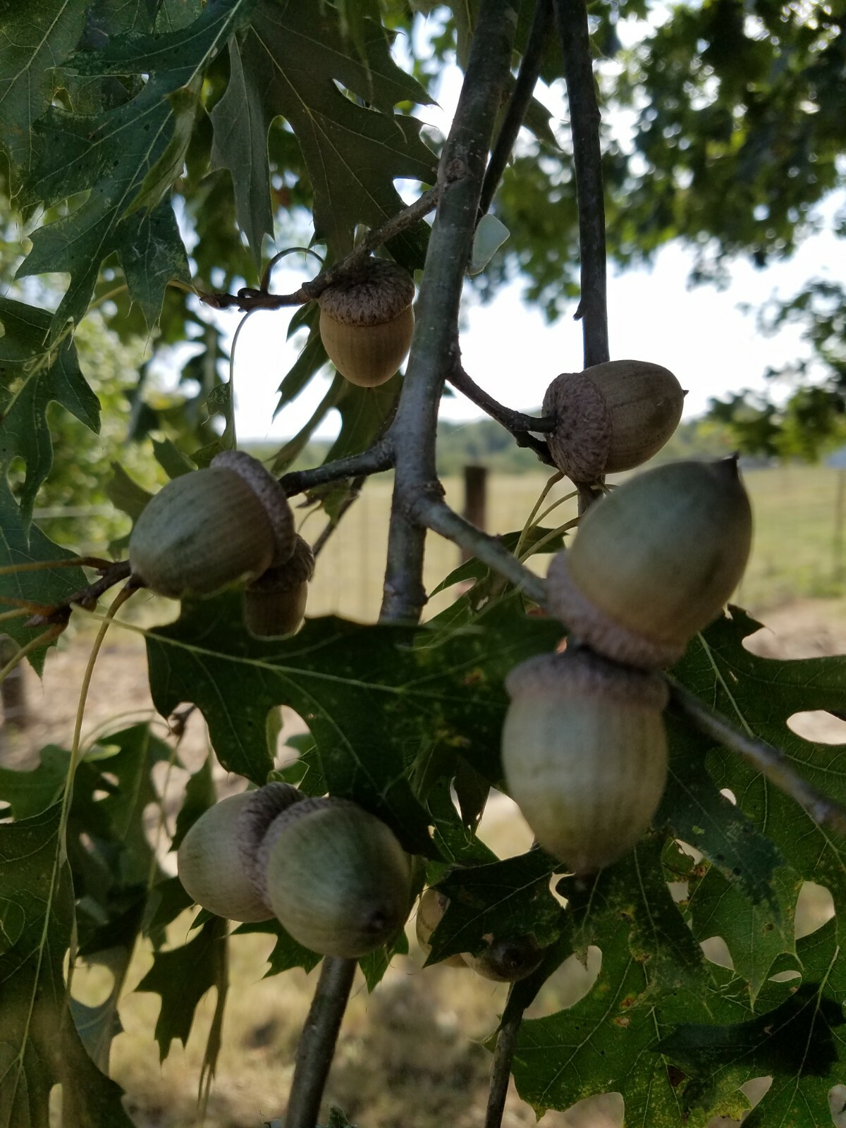 From the Ozarks, 40+ dried acorns WITH caps for crafts, Natural buffed finish