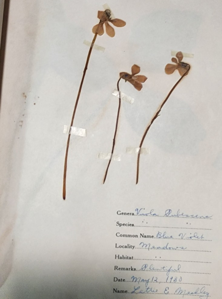 1900 Antique ATLAS HERBARIUM PLANT SPECIMINS Beckley Cardy Co. Completed 1929