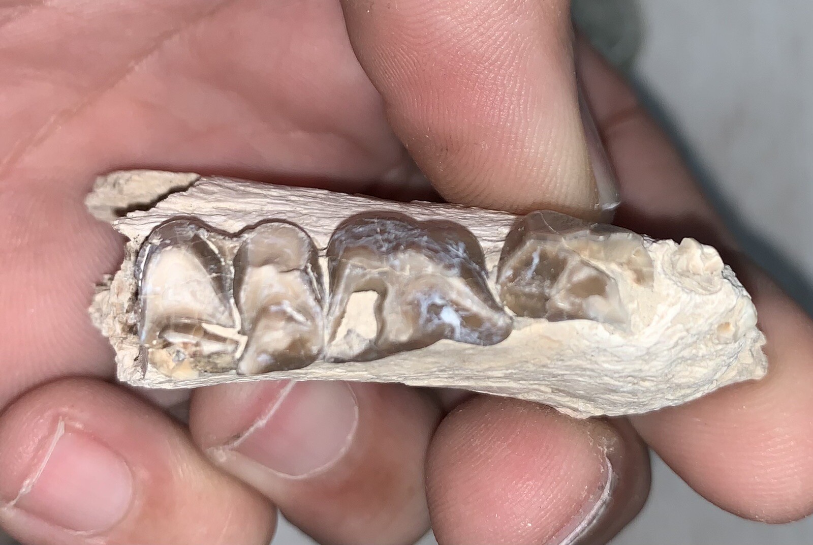 Fossil Merycoidodon Oreodont Teeth In Jaw, White River Badlands,