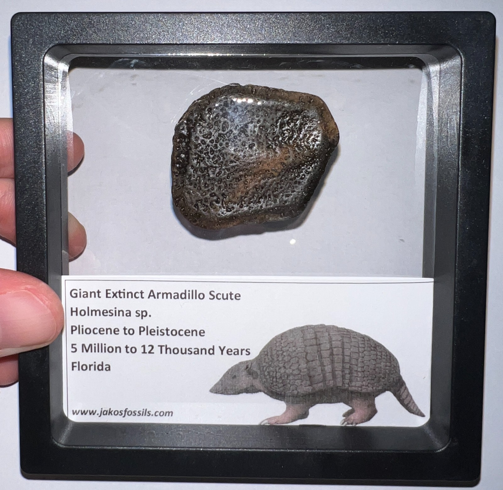 RARE Ice Age Fossil HOLMESINA GIANT ARMADILLO Scute Bone Armor Lot ONE PER ORDER