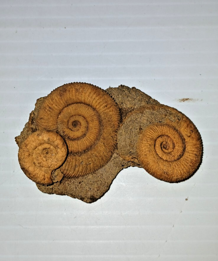 Nice Ammonite Fossil Cluster