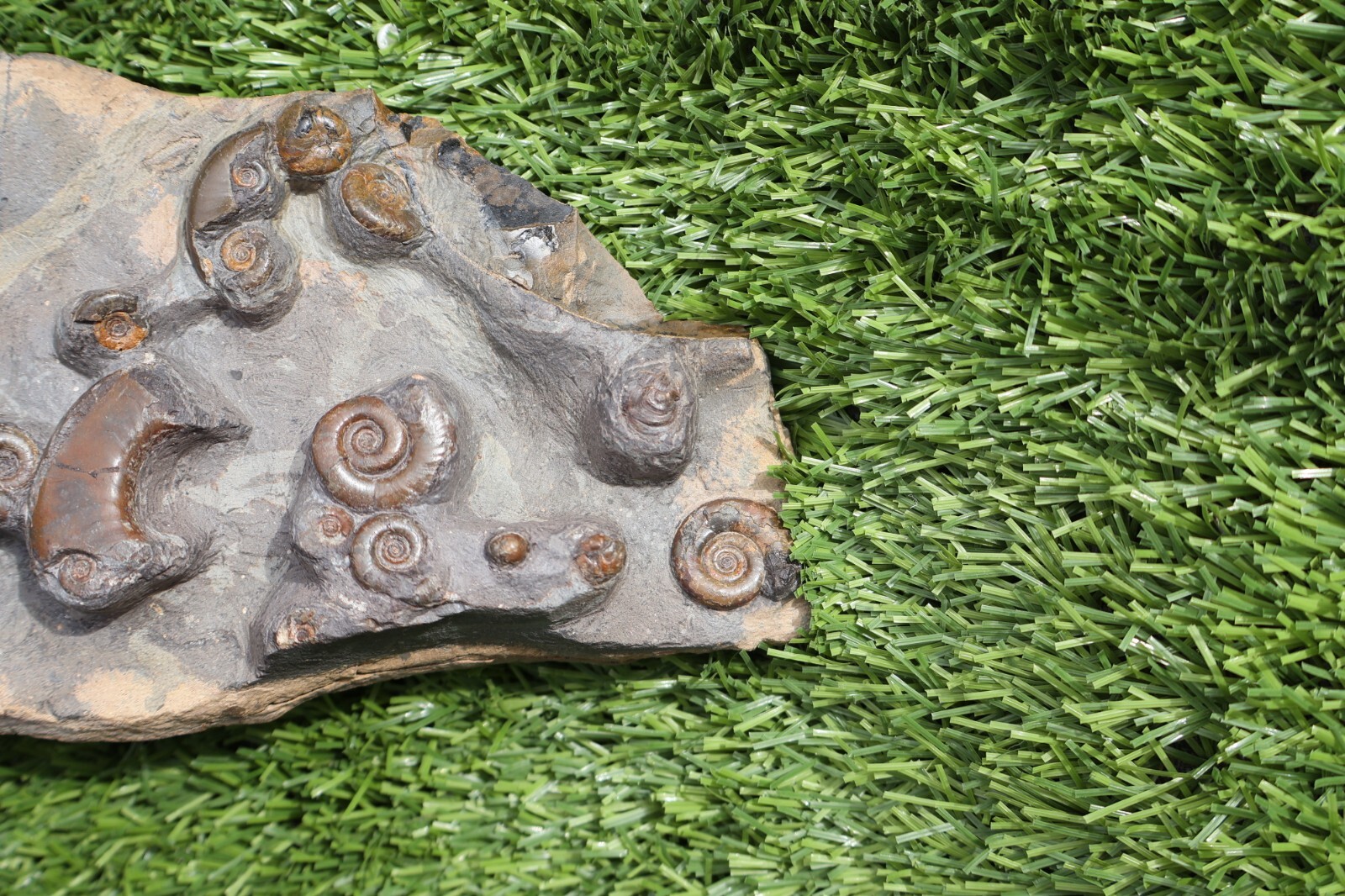 Rare Platyclymenia & Goniatites Fossil Plate – Moroccan Ammonites, Collector Spe