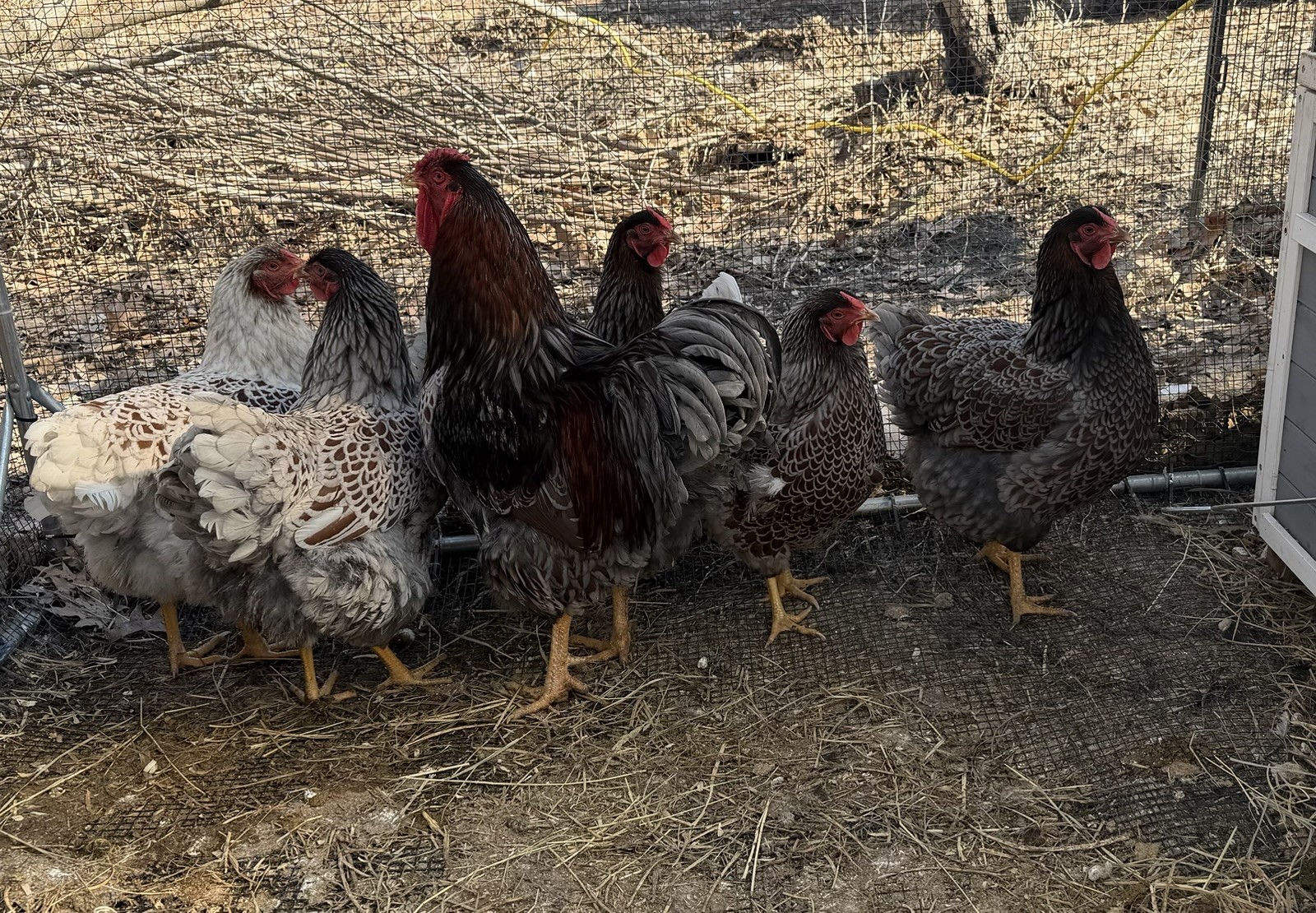 Dozen + Purebred Blue-Laced Red Wyandotte Hatching Eggs. Free Flat Rate Shipping