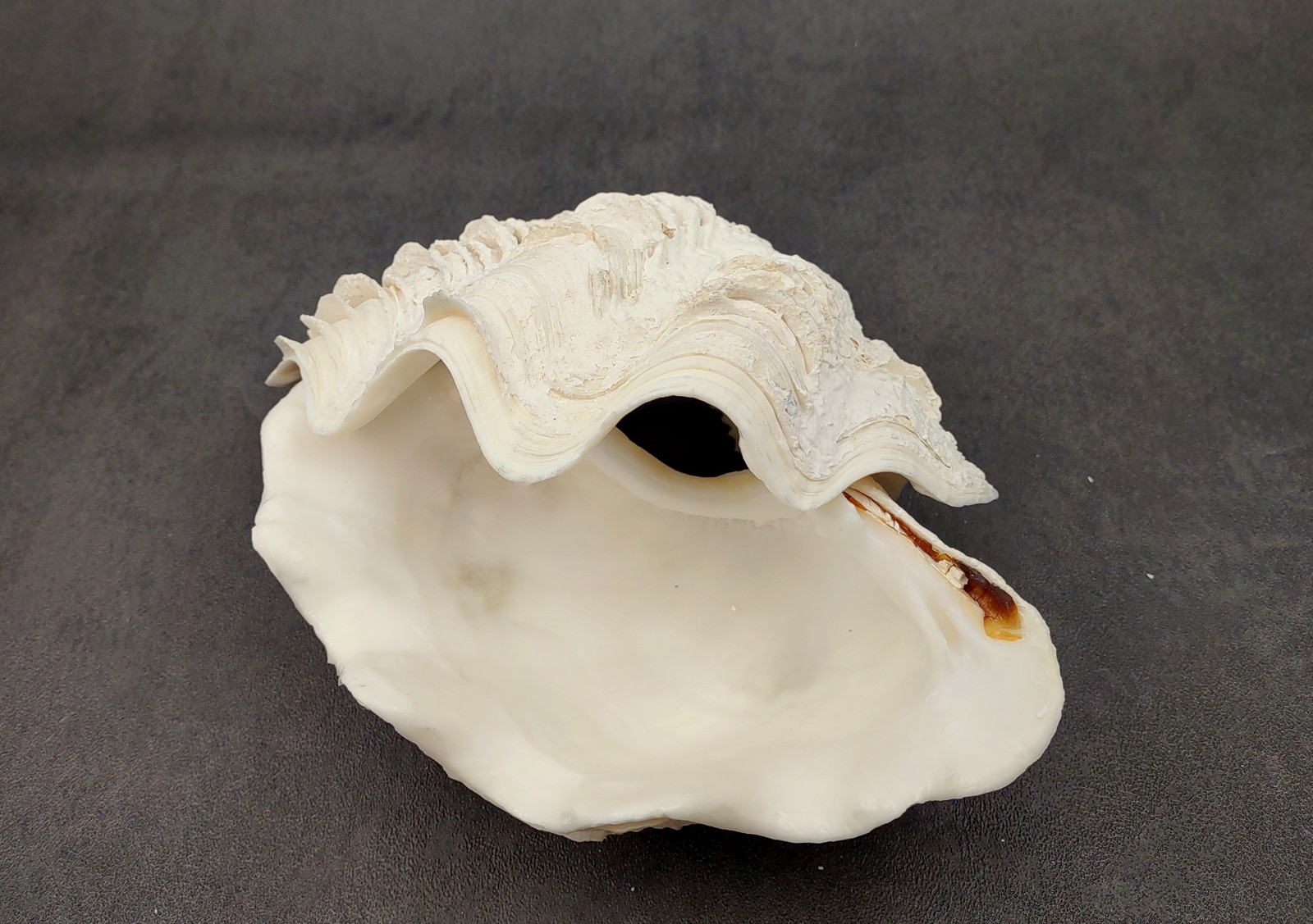 Derasa Clam Seashell White Tridacna Derasa (1 shell approx. 5+ inches)